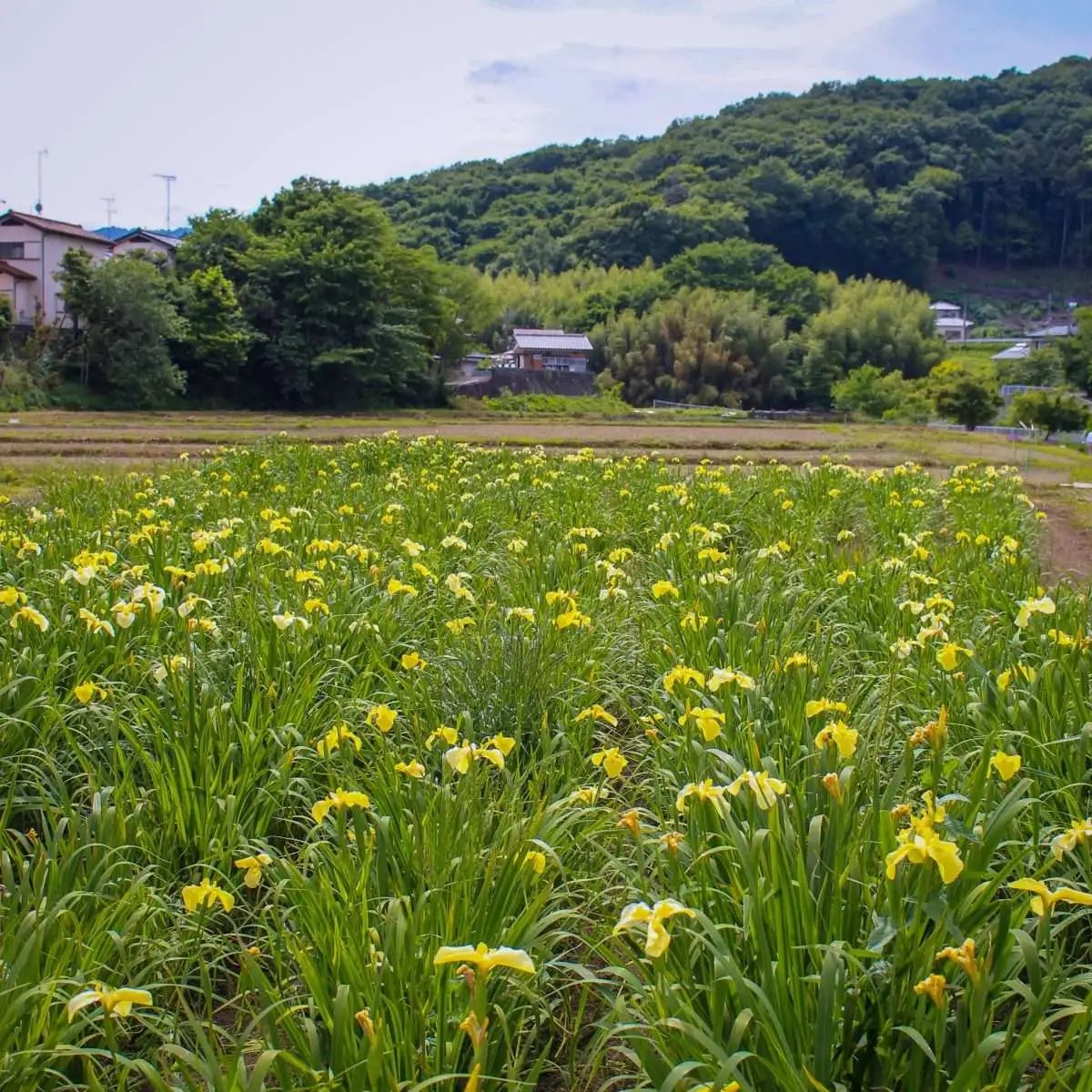 🌳 아게오 마루야마 공원 이미지 9